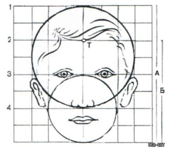 Голова сколько лет. Рисунок головы с различно соотнесёнными деталями лица. Конструкция и пропорции головы человека. Мимика лица. Пропорции лица для лепки. Пропорции лица подростка.